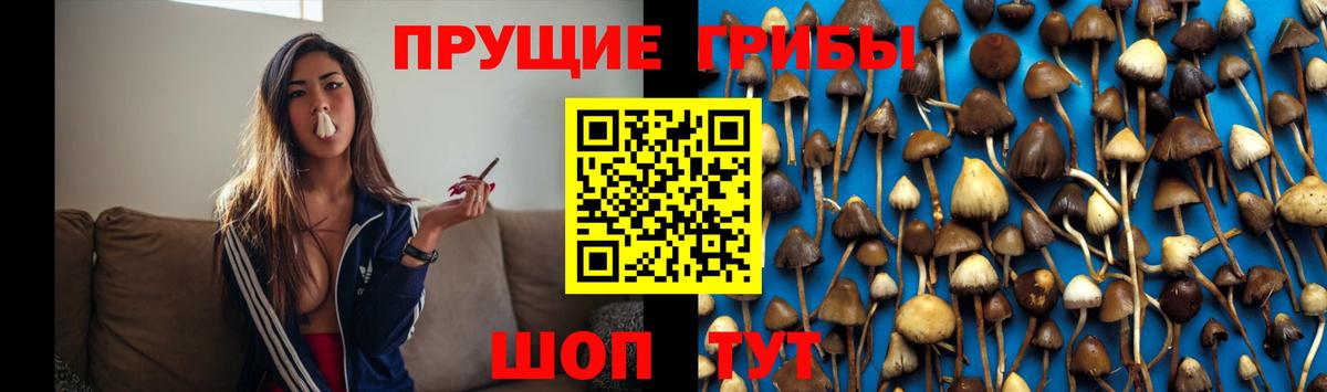 Галлюциногенные грибы GOLDEN TEACHER  Галлюциногенные грибы MAGIC MUSHROOMS  Кудрово  Вход с VPN 